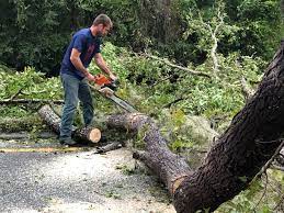 Professional Tree Removal Services in El Reno, OK