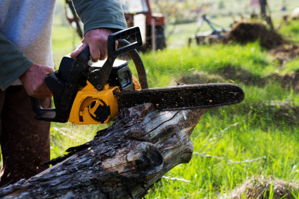 How Our Tree Care Process Works  in  El Reno, OK